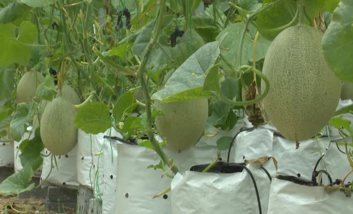 The first high-tech planted cantaloupes in Hue