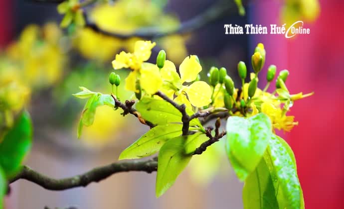 What to eat and where to go this Tet