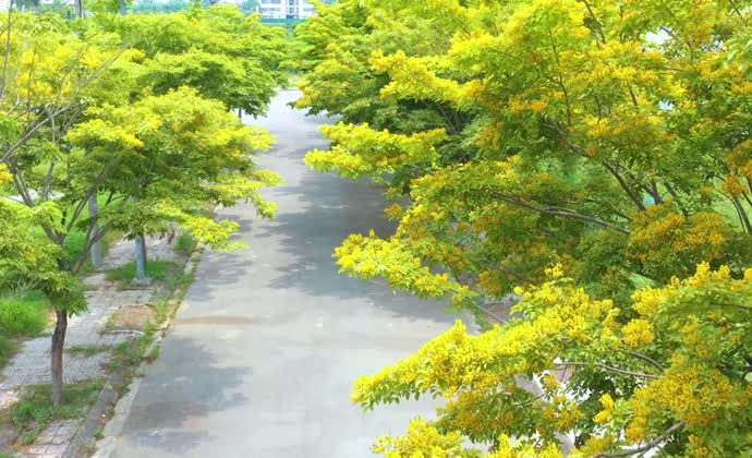 Vàng sưa ươm phố