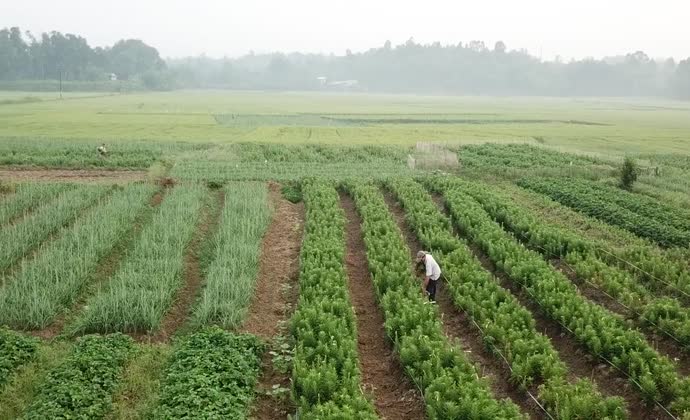 Trong trẻo hoa loa kèn ban mai