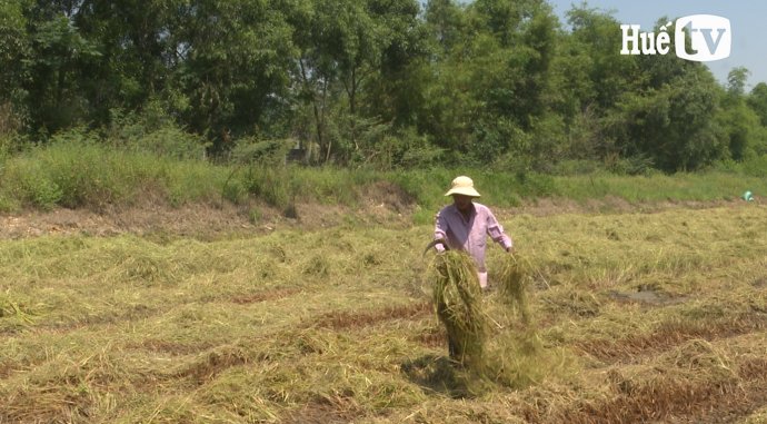 Rơm rạ cũng là nguồn lợi