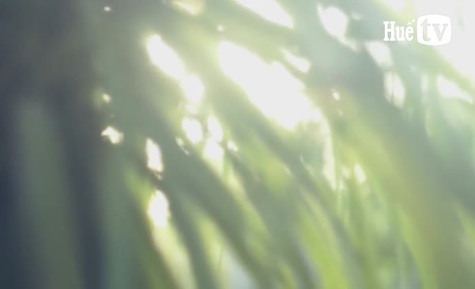 Xanh biếc đường đi bộ bờ Bắc sông Hương