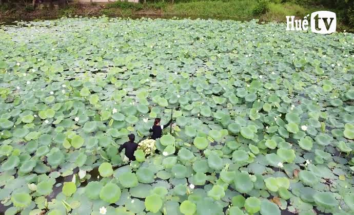 Sen trắng bên làng cổ