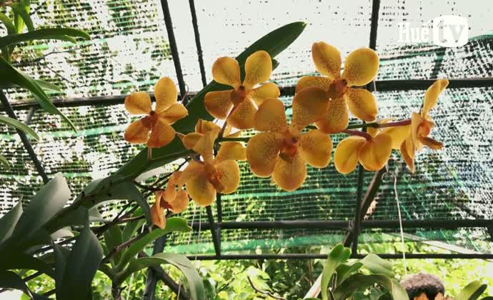 Chống nóng cho phong lan