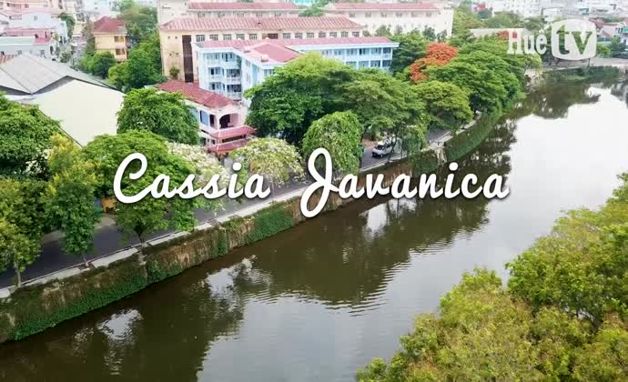 Cassia Javanica (muồng anh đào)