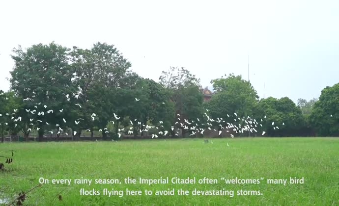 Birds fly to the Imperial Citadel