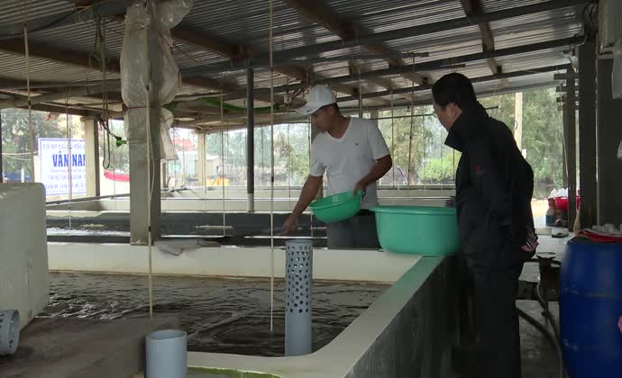 Giống cho nuôi trồng thủy sản: Vừa thiếu vừa yếu