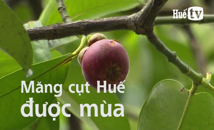 Măng cụt Huế được mùa