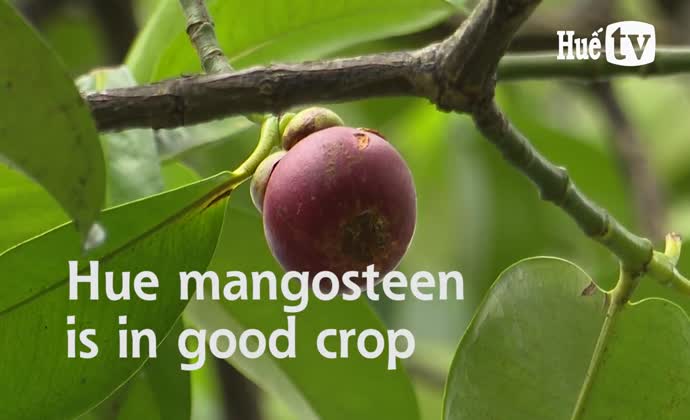 Hue mangosteen is in good crop