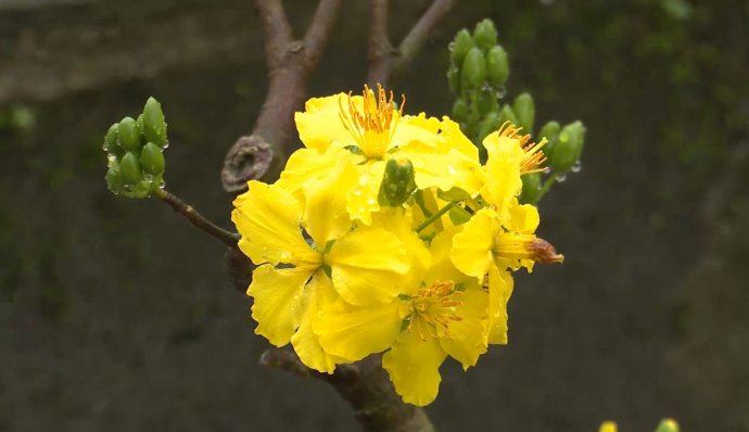 Bản tin thời sự tết ngày 13/2