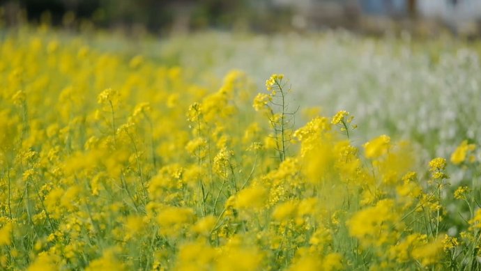 Brilliant are yellow mustard flowers