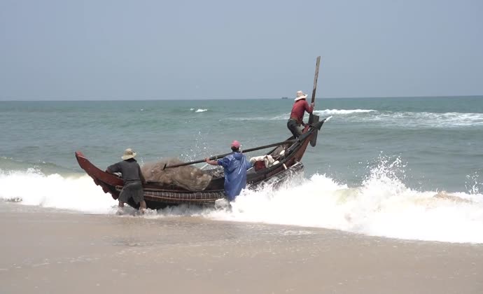 Bội thu mùa cá trích