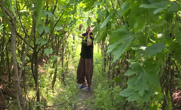 Có nhãn hiệu, mướp đắng Tây Hoàng vẫn rớt giá