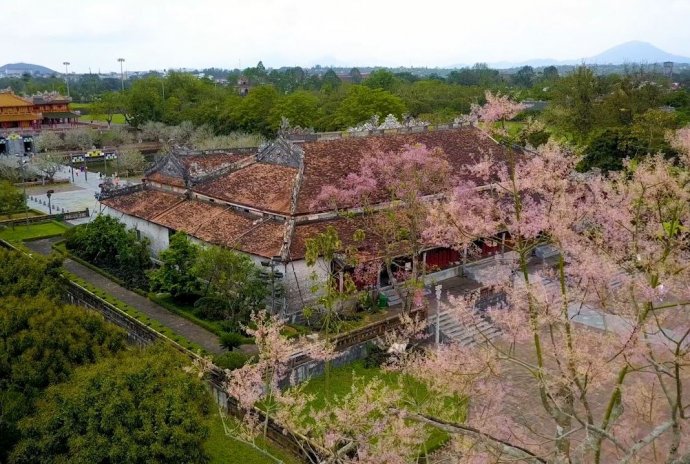 Firmiana simplex flowers blooming season
