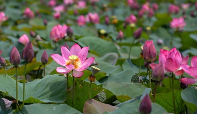 Bản tin Văn hóa - Du lịch ngày 6/5