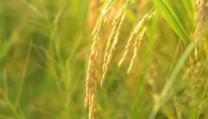 Bản tin Văn hóa - Du lịch ngày 13/5