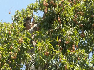 Ngọt lành quả vải xứ Huế