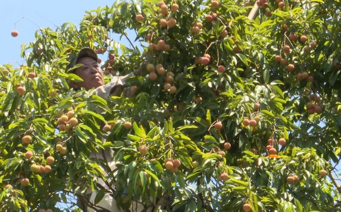 Hue’s sweet lychee