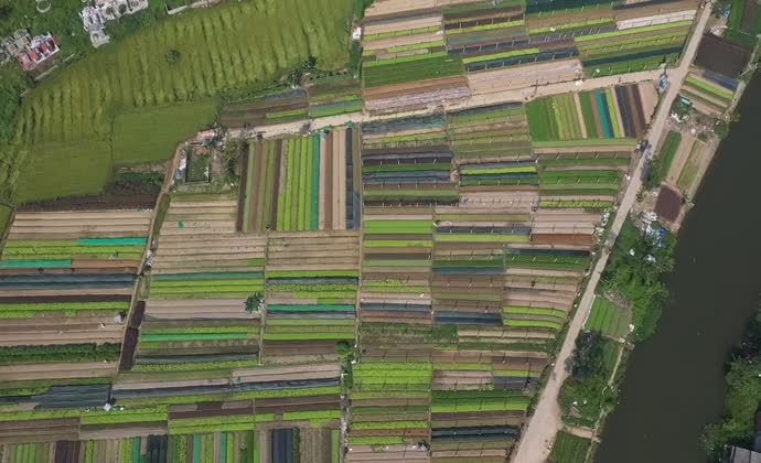 Nhịp sống làng rau Thành Trung