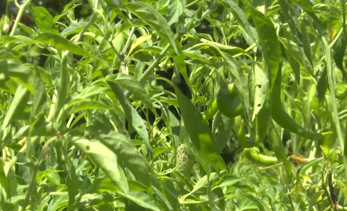 Nước ớt Vinh Xuân loay hoay tìm đầu ra