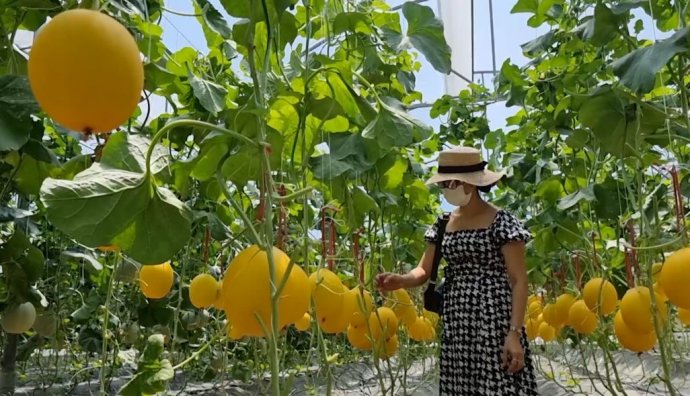 Bản tin kinh tế ngày 5/6: Nông trại công nghệ cao theo chuỗi