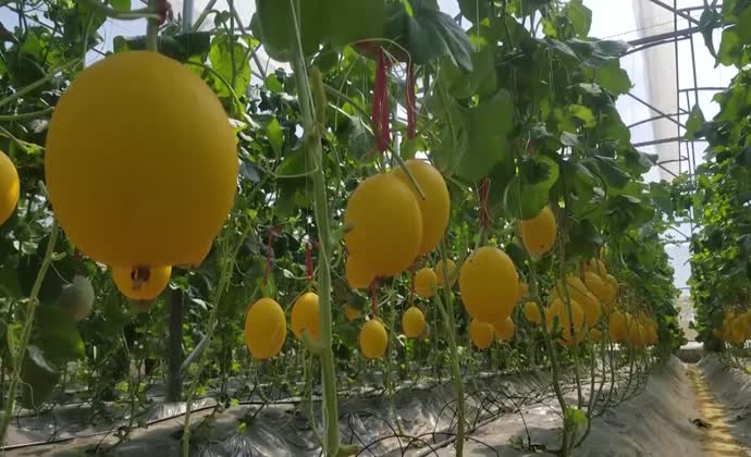 Nông trại công nghệ cao theo chuỗi