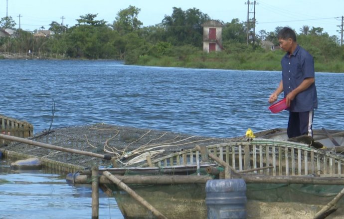 Bản tin kinh tế ngày 19/6: Bảo vệ cá lồng mùa nắng nóng