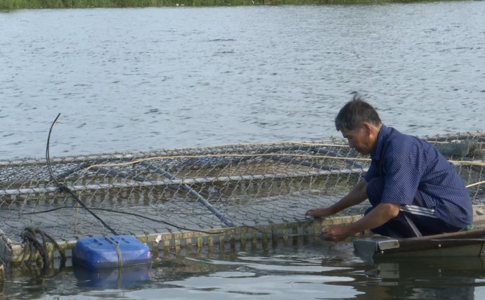 Bảo vệ cá lồng mùa nắng nóng