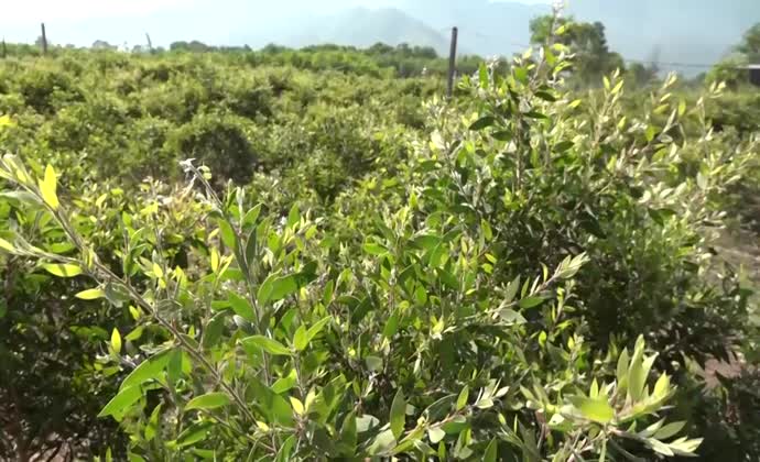 Phát triển vùng nguyên liệu cho dầu tràm Lộc Thủy