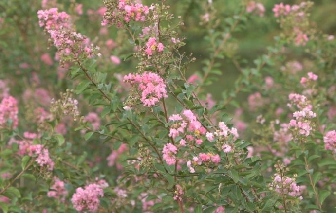 Bản tin Văn hóa - Du lịch ngày 8/7