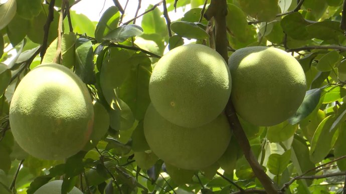 Bản tin kinh tế ngày 24/7: Cây thanh trà trước cơ hội mới