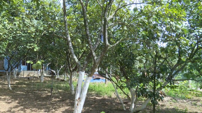 Cây thanh trà trước cơ hội mới