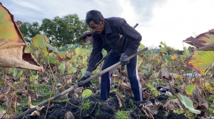 The hard work of digging lotus root