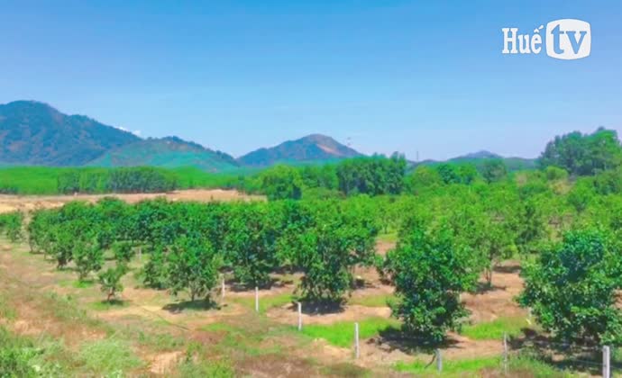 Tăng giá trị cây thanh trà từ sản phẩm tận thu