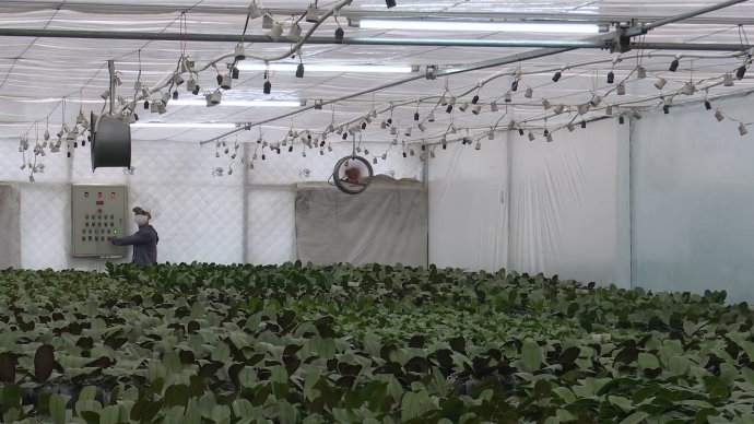 Bản tin kinh tế ngày 11/9: Áp dụng công nghệ đèn led phục vụ sản xuất giống lan