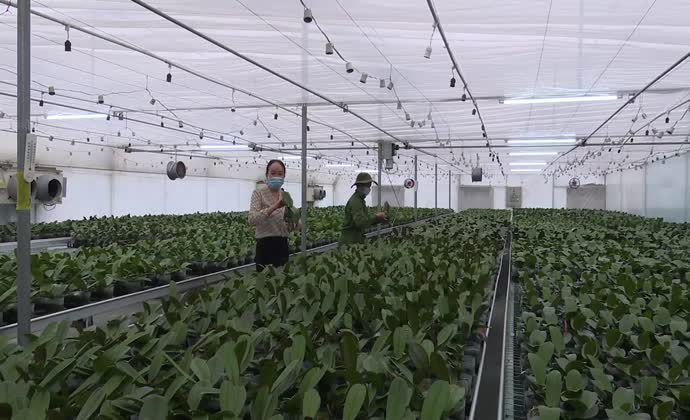 Ứng dụng công nghệ đèn Led sản xuất giống lan