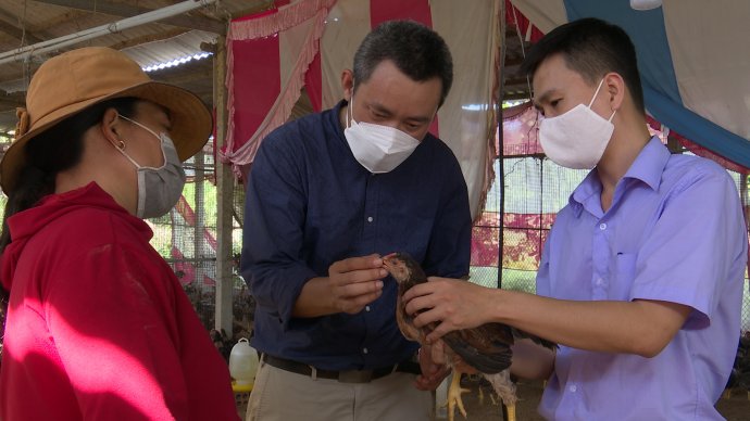 Ứng dụng Chitosan Oligosaccharide nuôi gà chất lượng cao