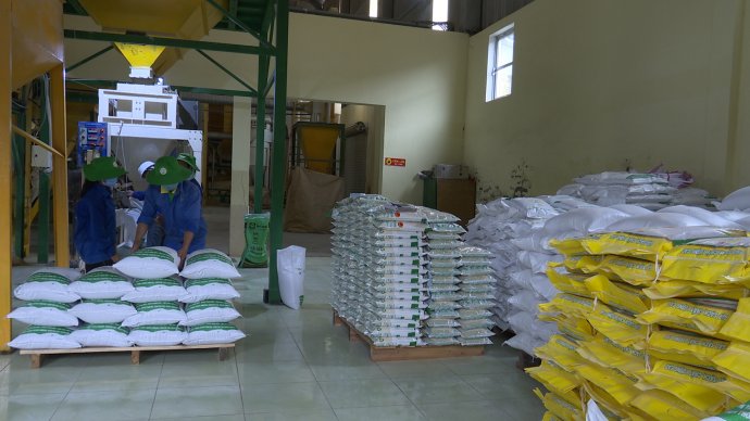 Đưa gạo sạch ra thị trường lớn