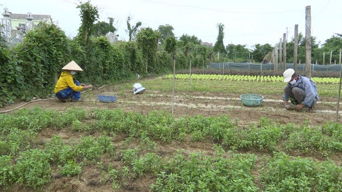 Nghịch lý rau vụ đông