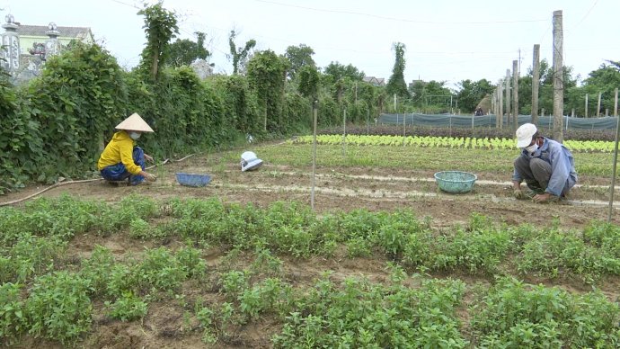 Bản tin kinh tế ngày 30/10: Nghịch lý rau vụ đông