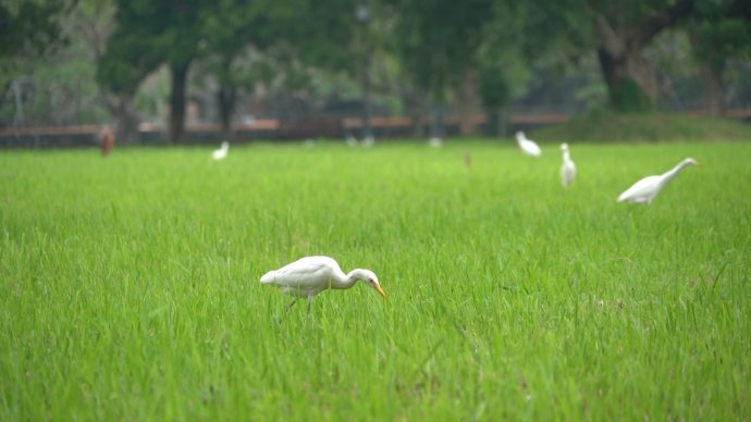Đất lành chim về