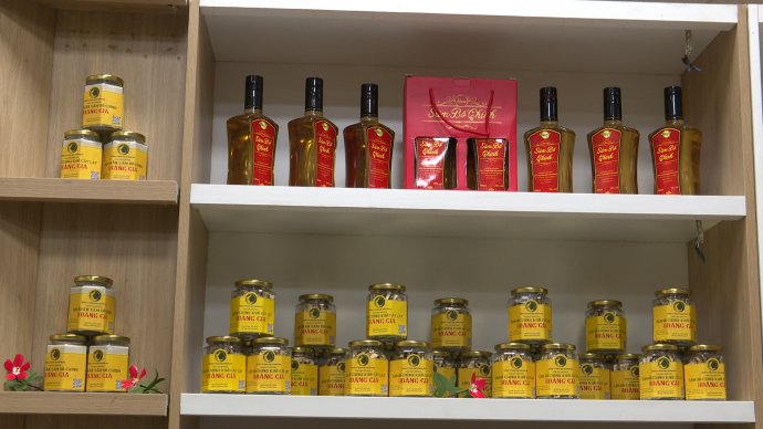 Đưa sâm bố chính vươn xa