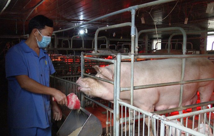 Bản tin kinh tế ngày 20/11: Giá heo tăng, người nuôi vẫn chưa có lãi