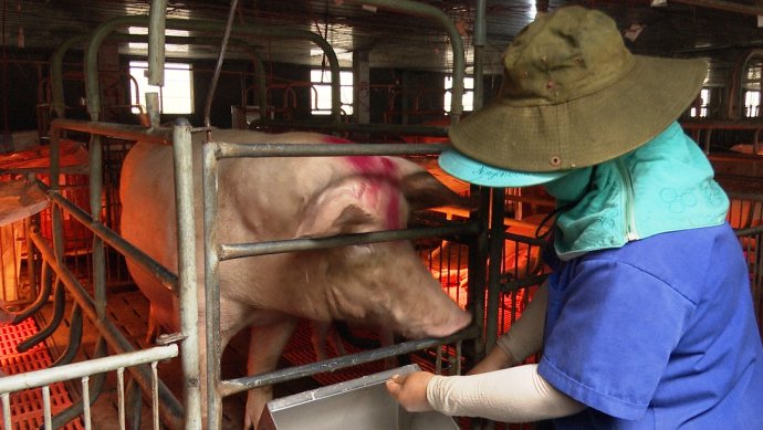 Giá heo tăng, người nuôi vẫn chưa có lãi