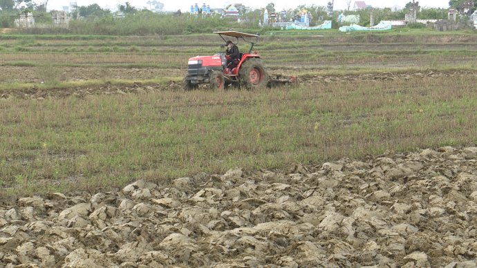 Lo giống lúa, rau màu cho vụ mới