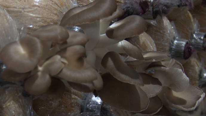 Xây dựng thương hiệu nấm ăn