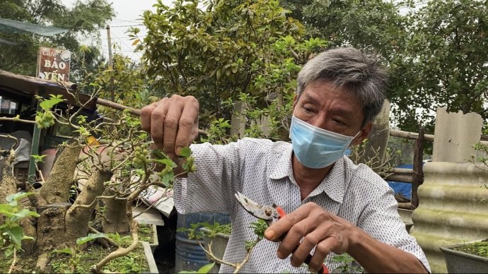 New bonsai to welcome Tet