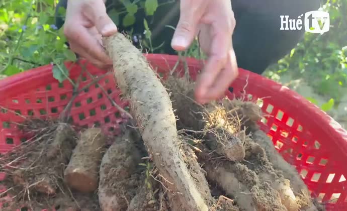 Thuần hóa khoai mài tiến vua