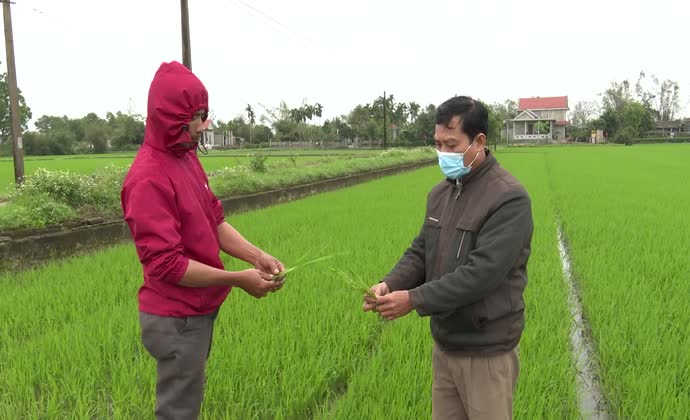 Phát triển chuỗi liên kết sản xuất tiêu thụ nông sản