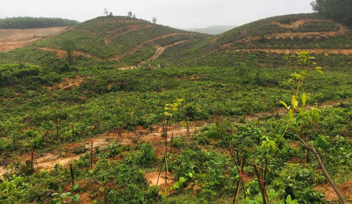 Phục hồi rừng bằng cây bản địa đa loài